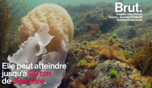 Une méduse géante observée dans la Manche