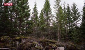 Les Vikings ont rasé les forêts, l'Islande reboise à tout-va