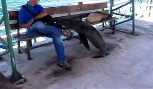 Ce lion de mer vient s'asseoir sur un banc à coté d'un touriste... Sympa