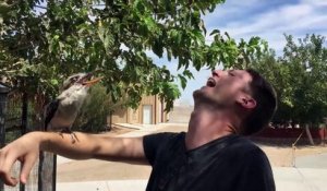 Voilà comment faire rire un oiseau Kookaburra