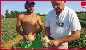 Comment bien choisir son melon ? Le reportage de Stéphane Cosme pour "On va déguster"