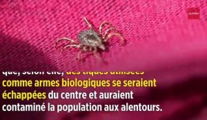 Pourquoi la maladie de Lyme n'est pas une « expérimentation secrète du Pentagone »