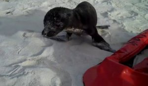 Ce bébé lion de mer rend visite à des touristes sur la plage... Adorable