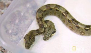 Ces scientifiques ont trouvé un serpent à 2 têtes... Du jamais vu