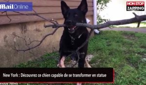 New York : Découvrez ce chien qui se transforme en statue (vidéo)
