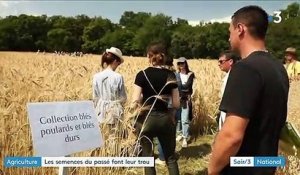 Agriculture : cultiver avec des blés oubliés