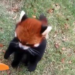 C Est L Heure Du Gouter Pour Ce Mignon Petit Panda Roux Trop Cute Sur Orange Videos
