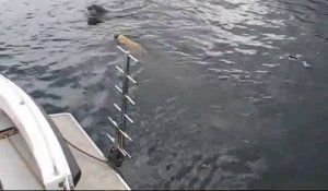 Ce chien saute à l'eau pour jouer avec un dauphin