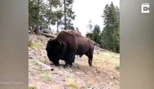 Un bison projette une fillette en l'air