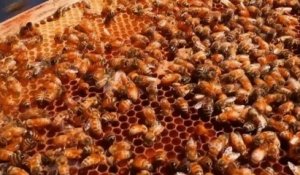 Jardin - Du trèfle pour les abeilles