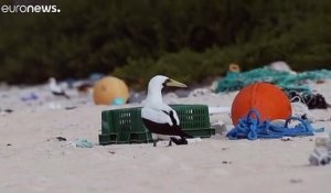 Le plastique étouffe une île paradisiaque du Pacifique