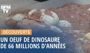 En Chine, un enfant découvre un œuf de dinosaure vieux de 66 millions d'années