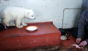 Ce russe donne à manger à un bébé ours blanc
