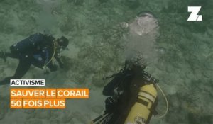 Activisme: deux amis au secours des récifs coralliens