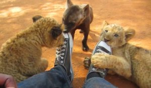 Quoi de plus mignon que ces lionceaux et ces bébés hyènes qui jouent ensemble