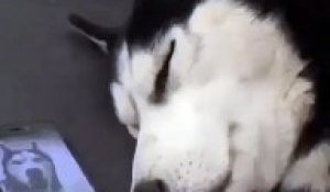 Un husky qui dort se répond au téléphone