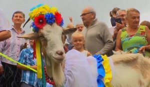 Les chèvres ukrainiennes se font "bêle" pour le Koza Fest