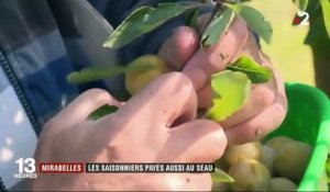 Mirabelles : les saisonniers sont payés au seau