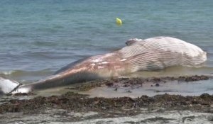 Une baleine de 12 mètres s'est échouée sur une plage de Penmarc’h, dans le Finistère