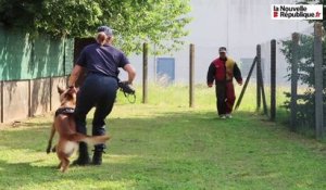 VIDEO. Blois : des chiens policiers très entraînés