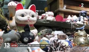 Japon : l'archipel où les chats sont rois