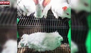 L'association L214 dénonce l'élevage des lapins en cage (vidéo)