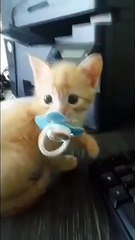 Craquant Ce Chaton A Pris La Tetine De Bebe Sur Orange Videos