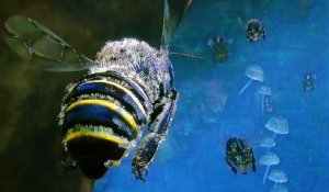 BEE SIMULATOR Bande Annonce de Gameplay (2019) PS4 _ Xbox One _ PC