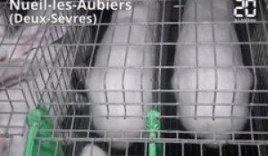 L214: Une nouvelle vidéo dénonce l'élevage des lapins entassés dans des cages