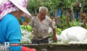 Bananes : la Chine en raffole