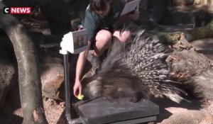 Au zoo de Londres, la pesée des animaux demande de l'inventivité