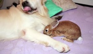 Ce chien et ce lapin s'adorent et c'est trop mignon