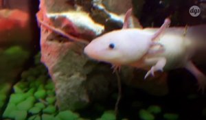 Le génome incroyablement vaste de l’axolotl pourrait renfermer les secrets de la régénération