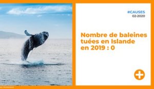 Nombre de baleines tuées en Islande en 2019 : 0