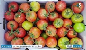 Agriculture : un virus menace les tomates