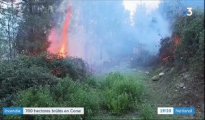 Corse : un violent incendie ravage 700 hectares