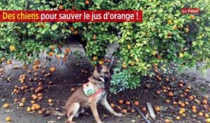 Des chiens pour sauver le jus d'orange !