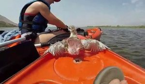 Adorable : quand un oisillon atterrit sur ton kayak