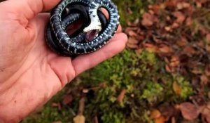 Regardez la technique qu'utilise ce serpent face à un prédateur...