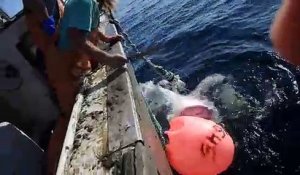 Un énorme grand requin blanc dévore le requin qu'ils venaient de pêcher