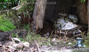 Un python défend férocement ses oeufs face à un lézard gourmand