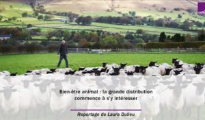 Bien-être animal : la grande distribution commence à s'y intéresser