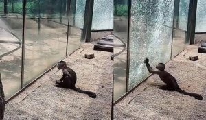 En Chine, un singe est parvenu à briser la vitre de sa cage à l'aide d'une pierre aiguisée