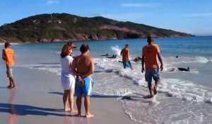 Des dizaines de dauphins viennent s'échouer sans raison sur cette plage brésilienne