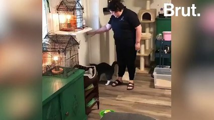 Marine Le Pen Se Met En Scene Avec Ses Chats Sa Video Etonnante