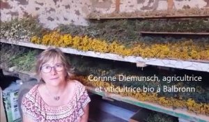 Corinne Diemunsch soigne ses vignes avec les plantes aromatiques qu'elle produit