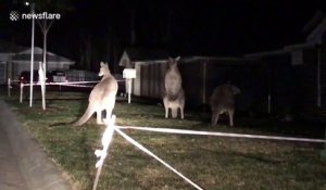 Il découvre 3 kangourous en pleine confrontation dans son jardin en pleine nuit