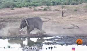 Un éléphant sans pitié charge un rhinocéros et son bébé