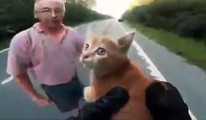 Un motard à la rescousse d'un chaton au milieu d'une autoroute
