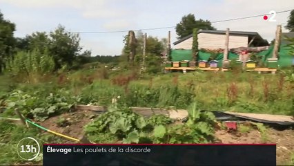 Fonctionnement du0027un poulailler industriel sur Orange Vidéos